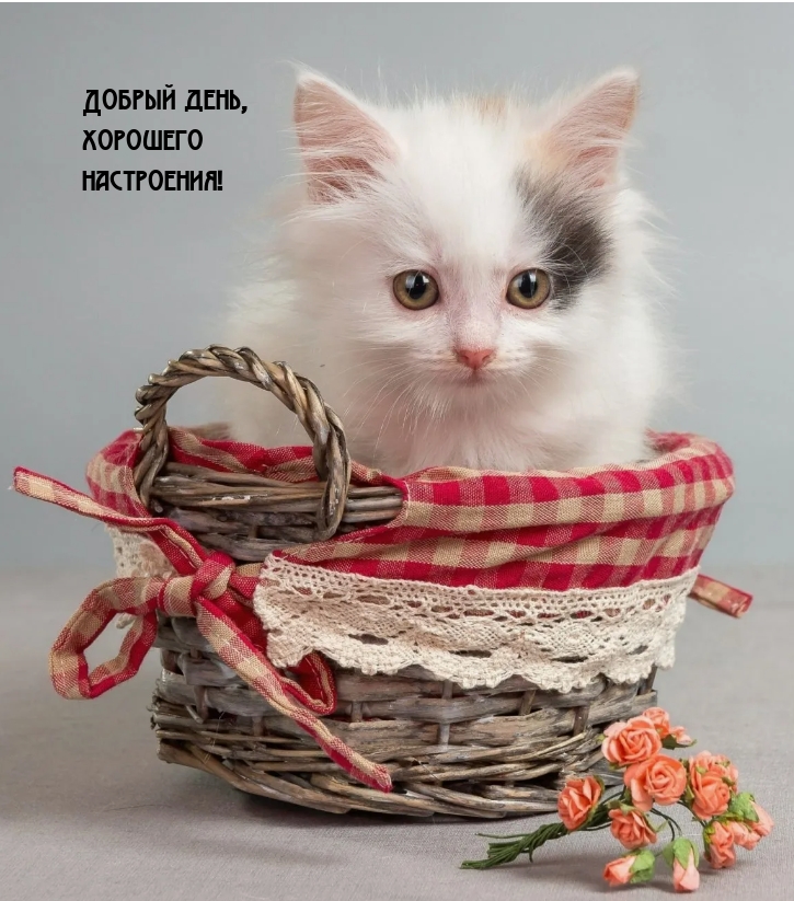 Добрый день, хорошего настроения!