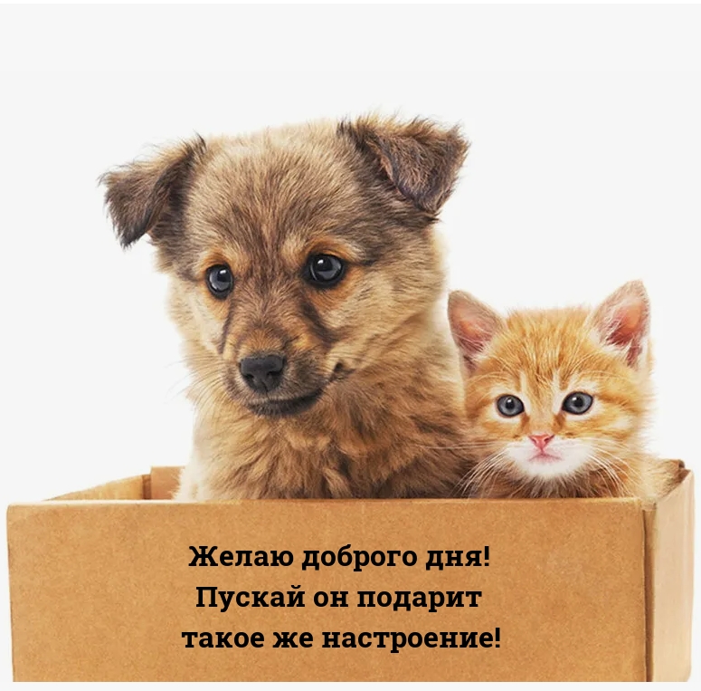 Желаю доброго дня! Пускай он подарит такое же настроение!