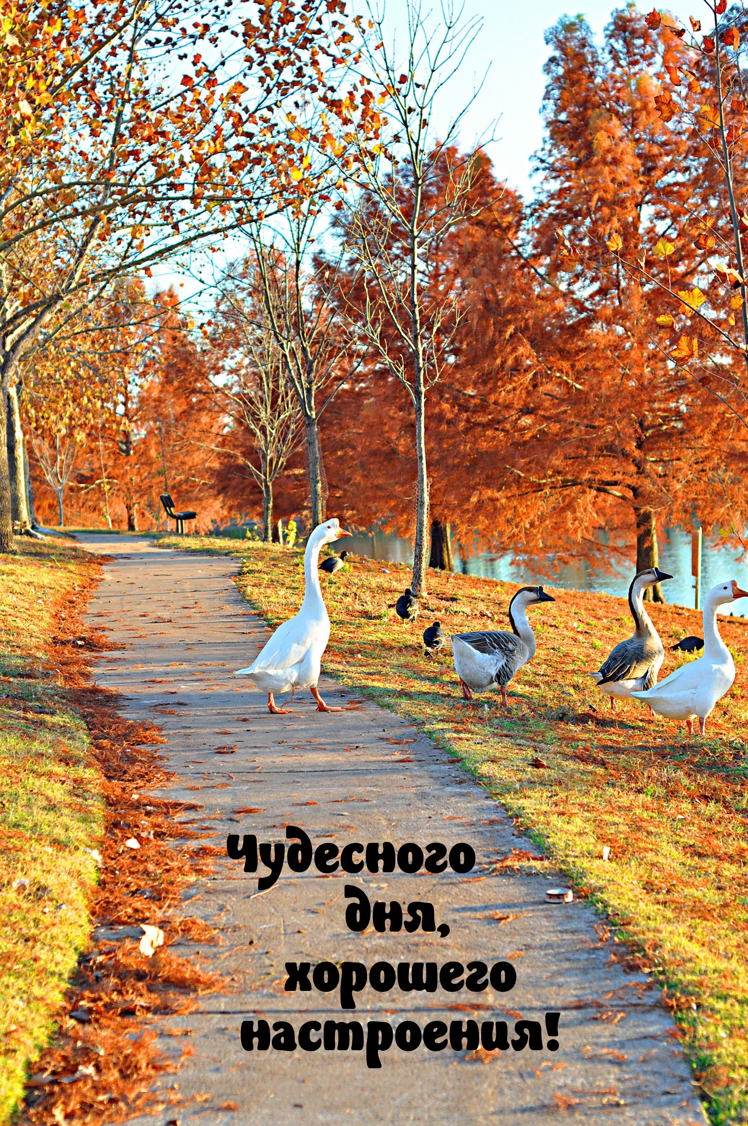 Чудесного дня, хорошего настроения!