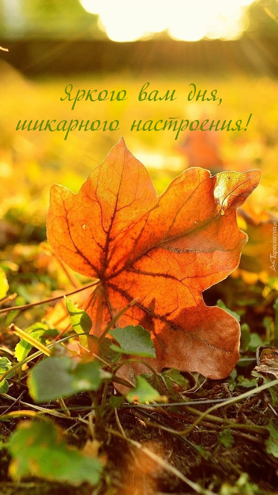 Яркого вам дня, шикарного настроения!