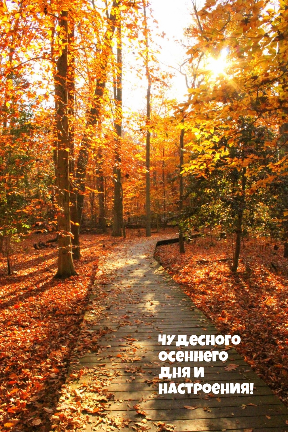 Чудесного осеннего дня и настроения!