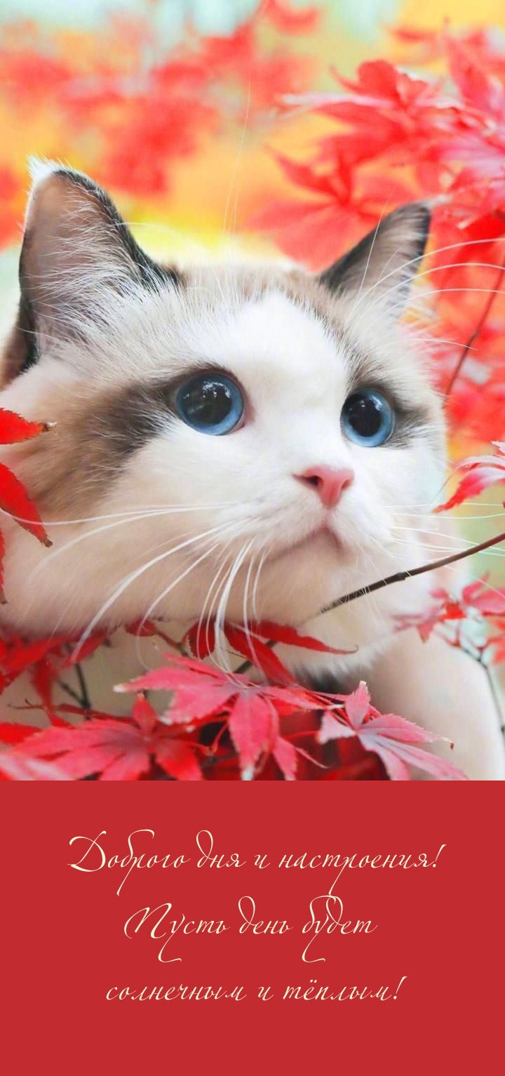 Доброго дня и настроения! Пусть день будет солнечным и тёплым!