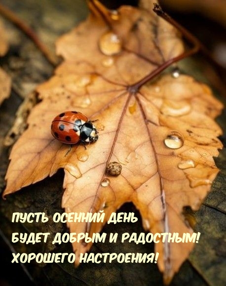 Пусть осенний день будет добрым и радостным!