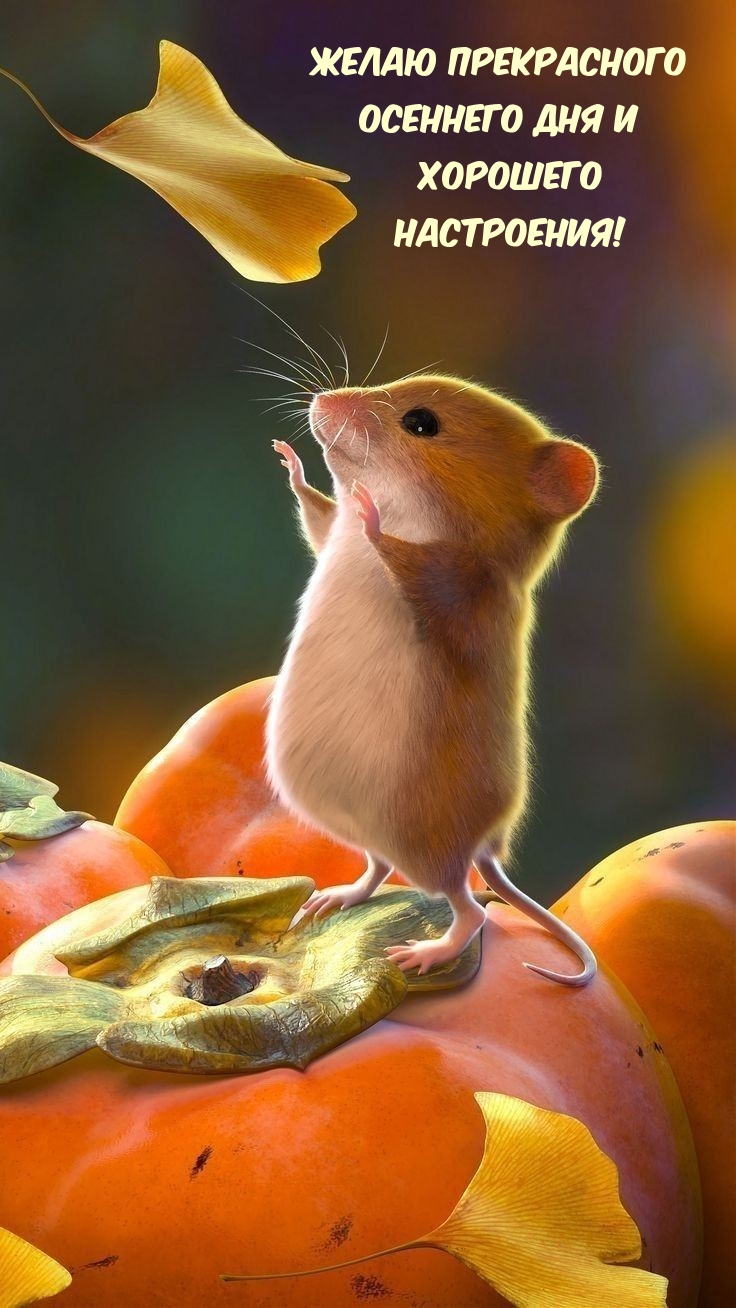 Желаю прекрасного осеннего дня и хорошего настроения!
