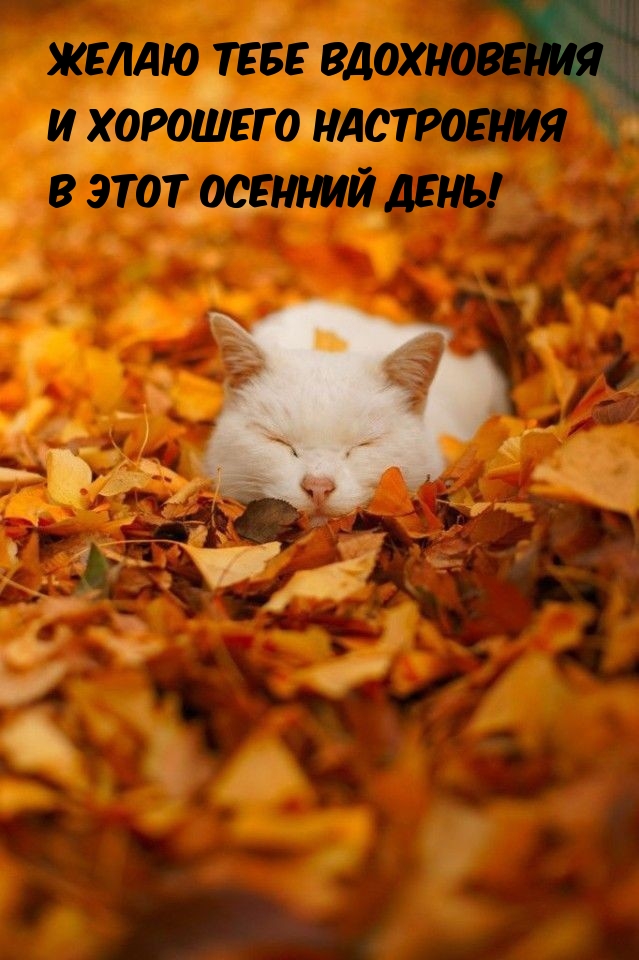 Желаю тебе вдохновения и хорошего настроения в этот осенний день!