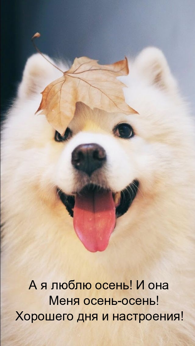 А я люблю осень! И она меня осень-осень! Хорошего дня и настроения!