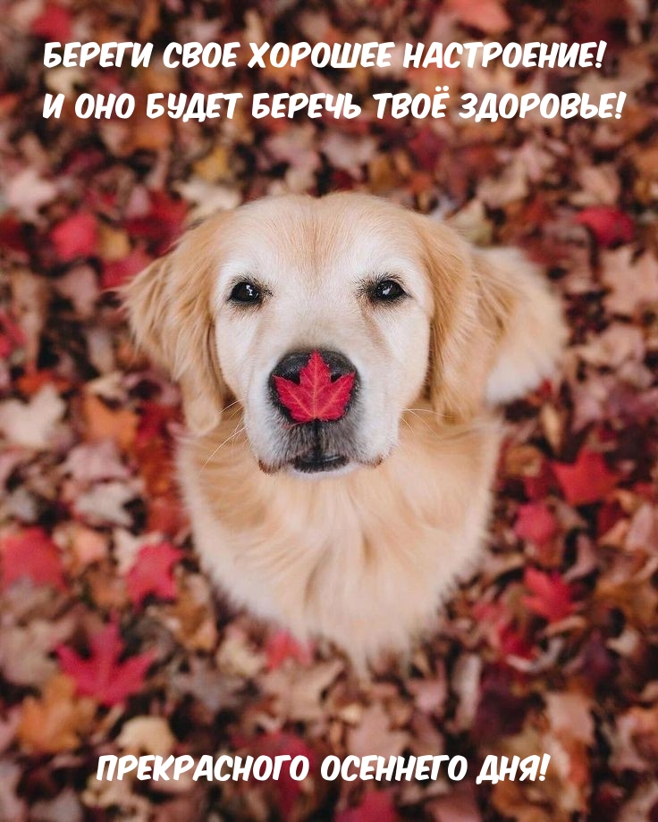 Береги свое хорошее настроение! И оно будет беречь твоё здоровье!