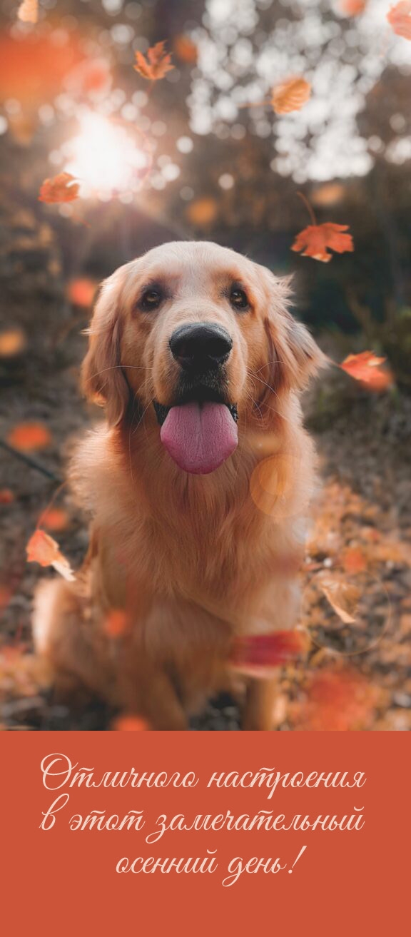 Отличного настроения в этот замечательный осенний день!