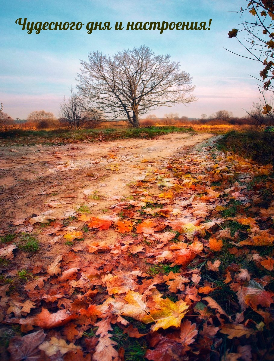 Чудесного дня и настроения!