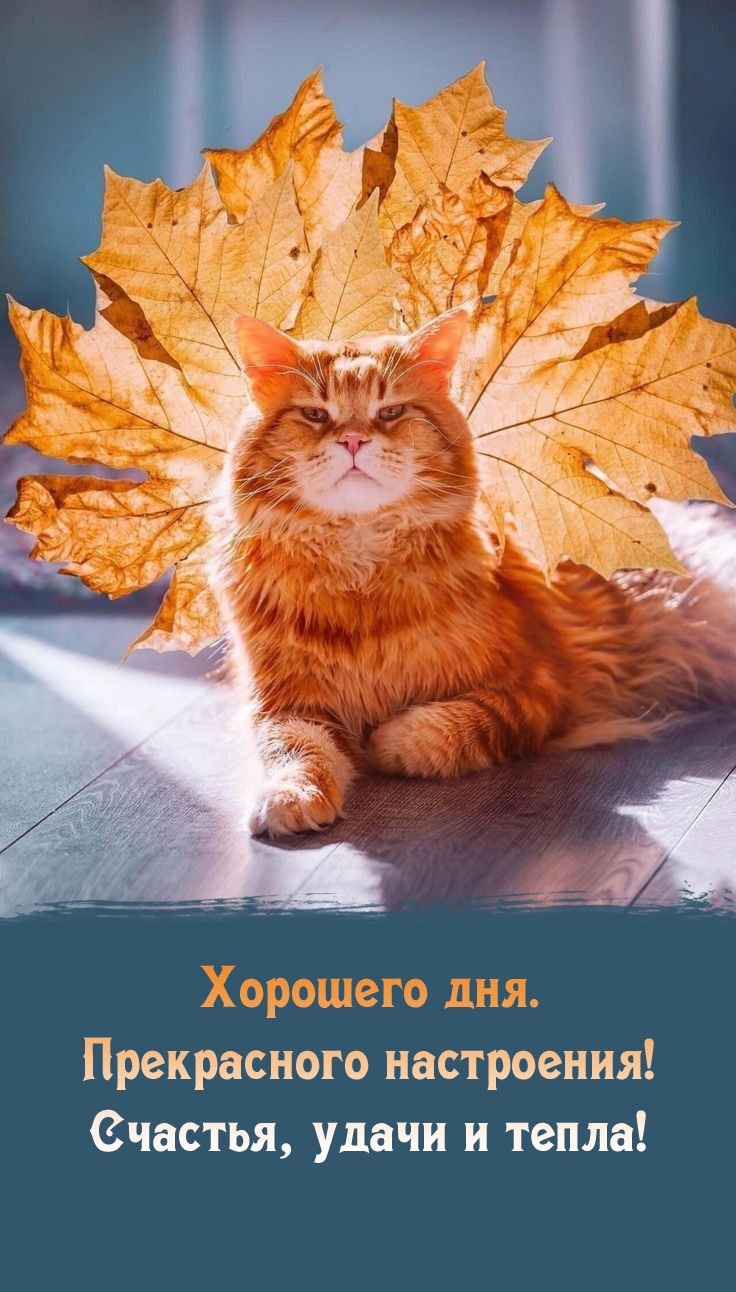 Хорошего дня. Прекрасного настроения! Счастья, удачи и тепла!