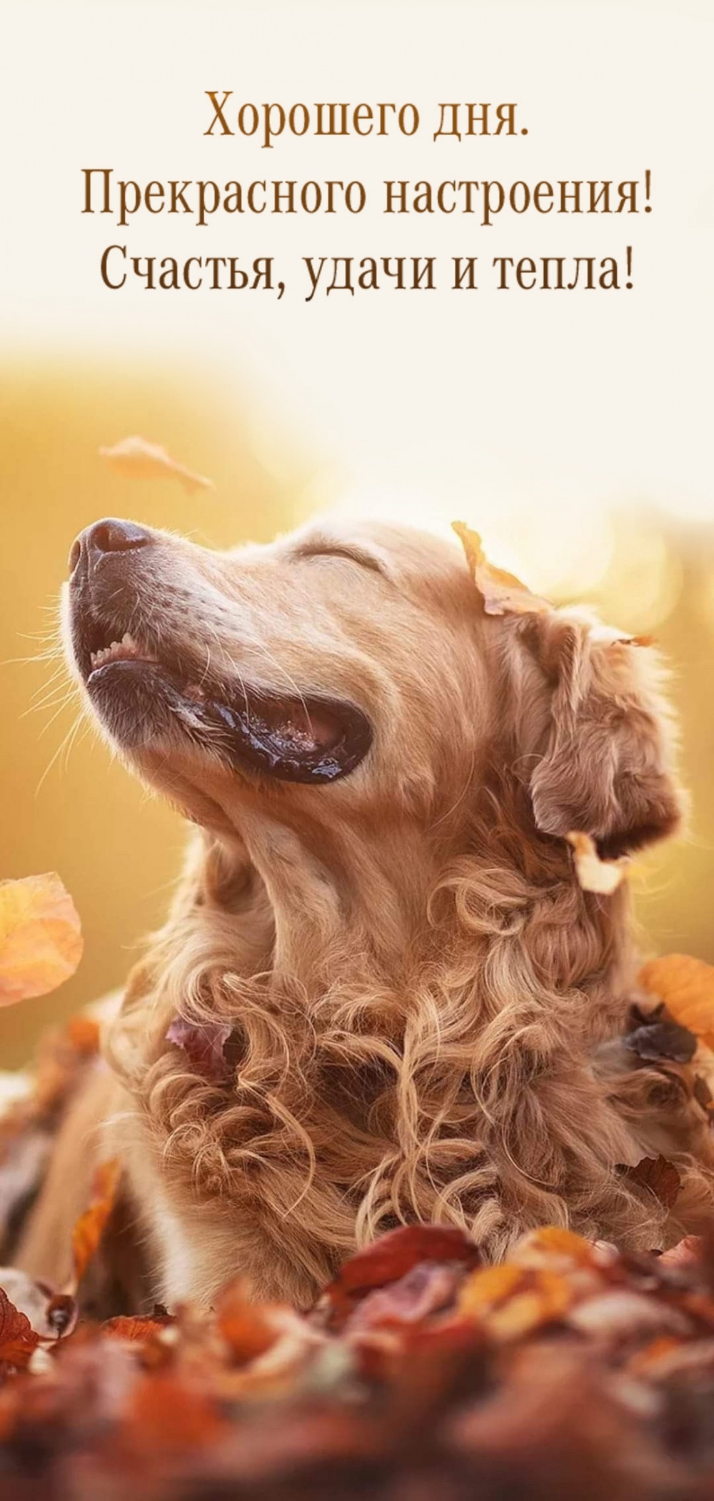 Хорошего дня. Прекрасного настроения! Счастья, удачи и тепла!