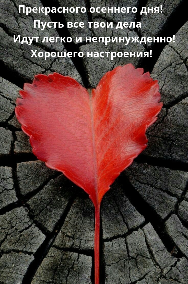 Прекрасного осеннего дня! Хорошего настроения!