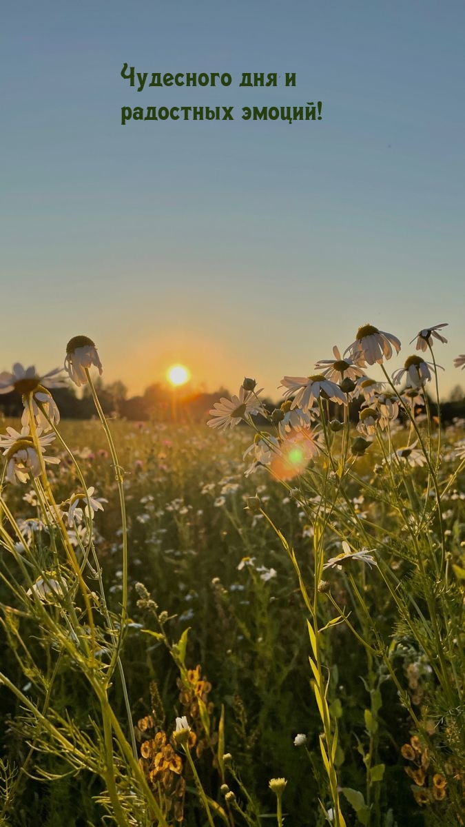 Чудесного дня и радостных эмоций!