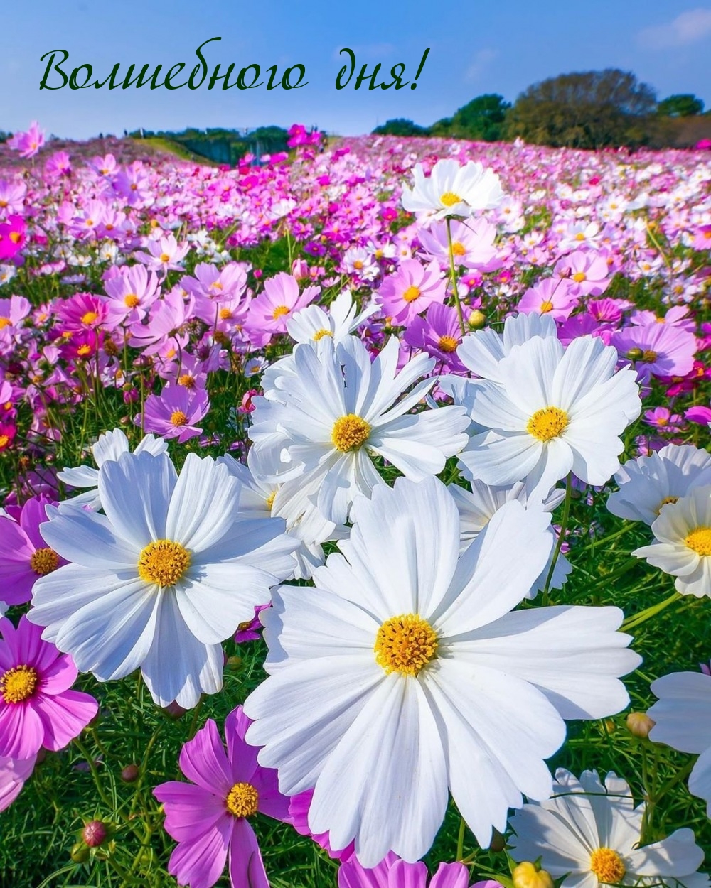Волшебного дня!