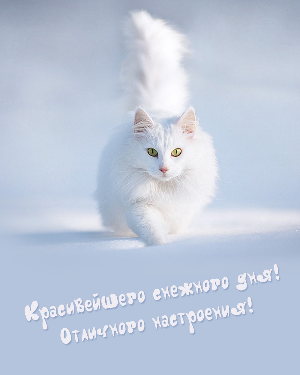 Красивейшего снежного дня! Отличного настроения!  