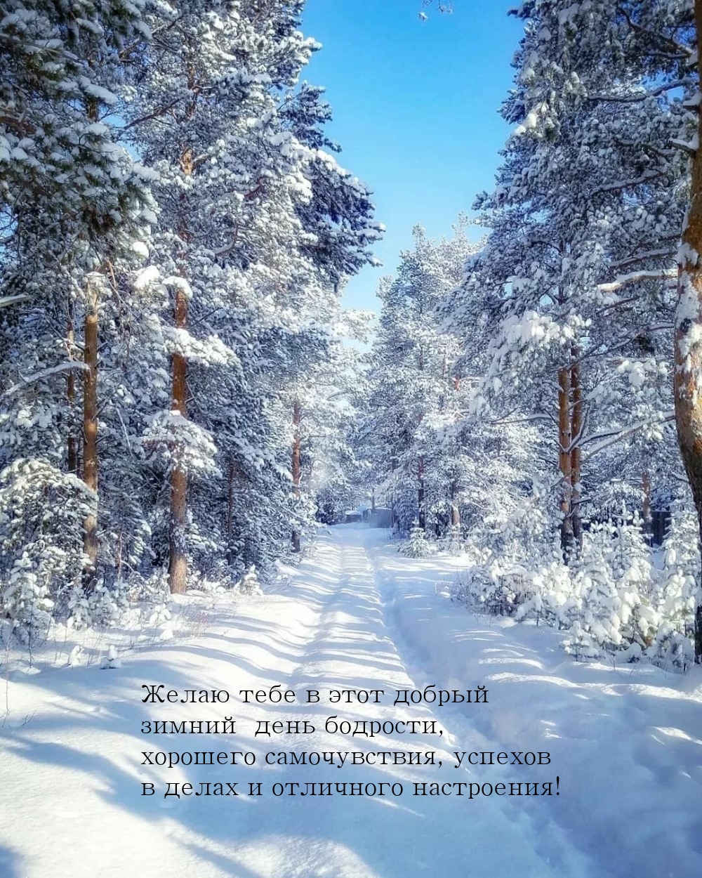 Желаю тебе в этот добрый зимний день бодрости