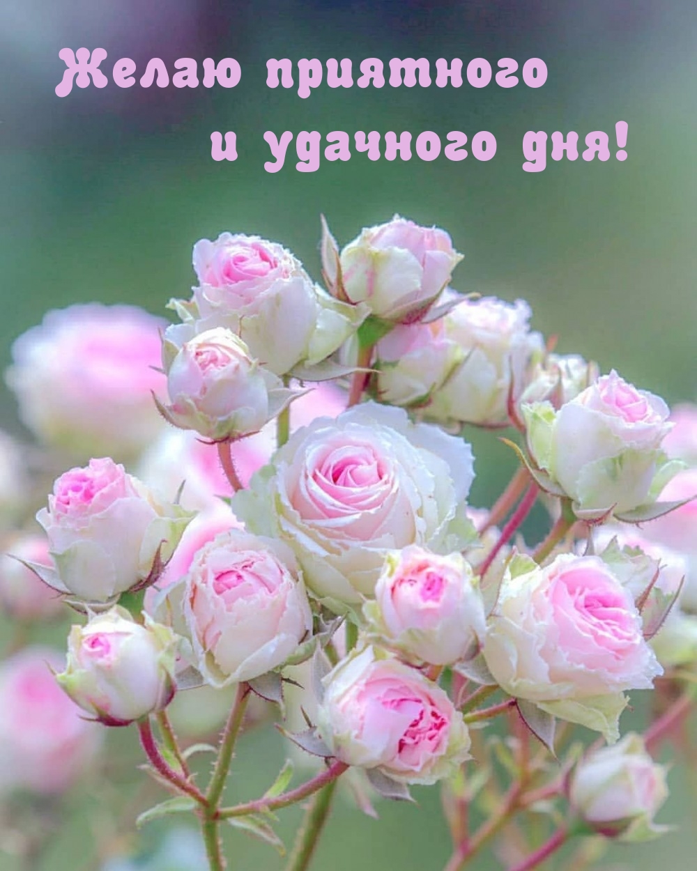 Желаю приятного и удачного дня!