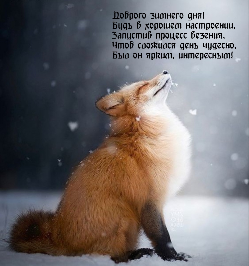 Доброго зимнего дня! Будь в хорошем настроении
