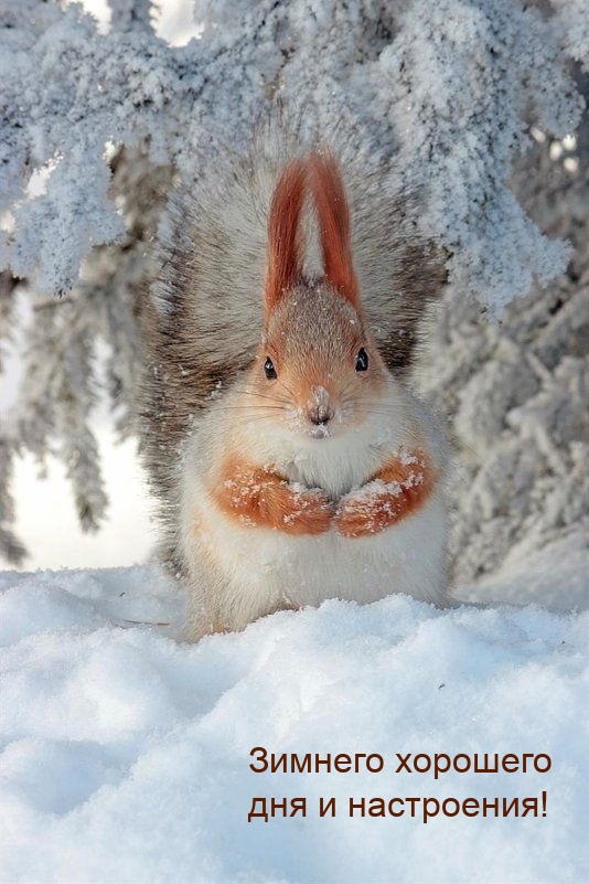 Зимнего хорошего дня и настроения!
