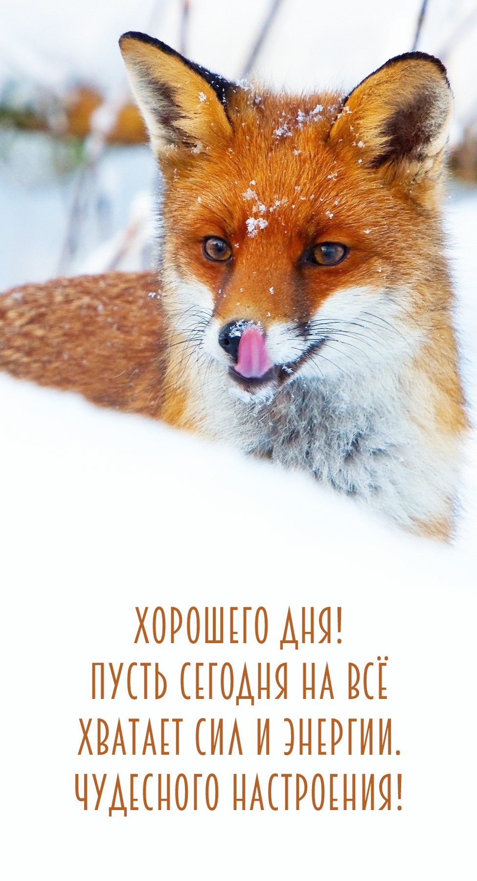 Хорошего дня! Пусть сегодня на всё хватает сил и энергии.