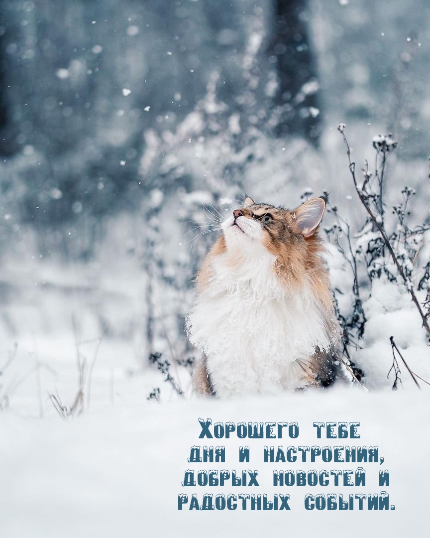 Хорошего дня и настроения, добрых новостей и радостных событий.