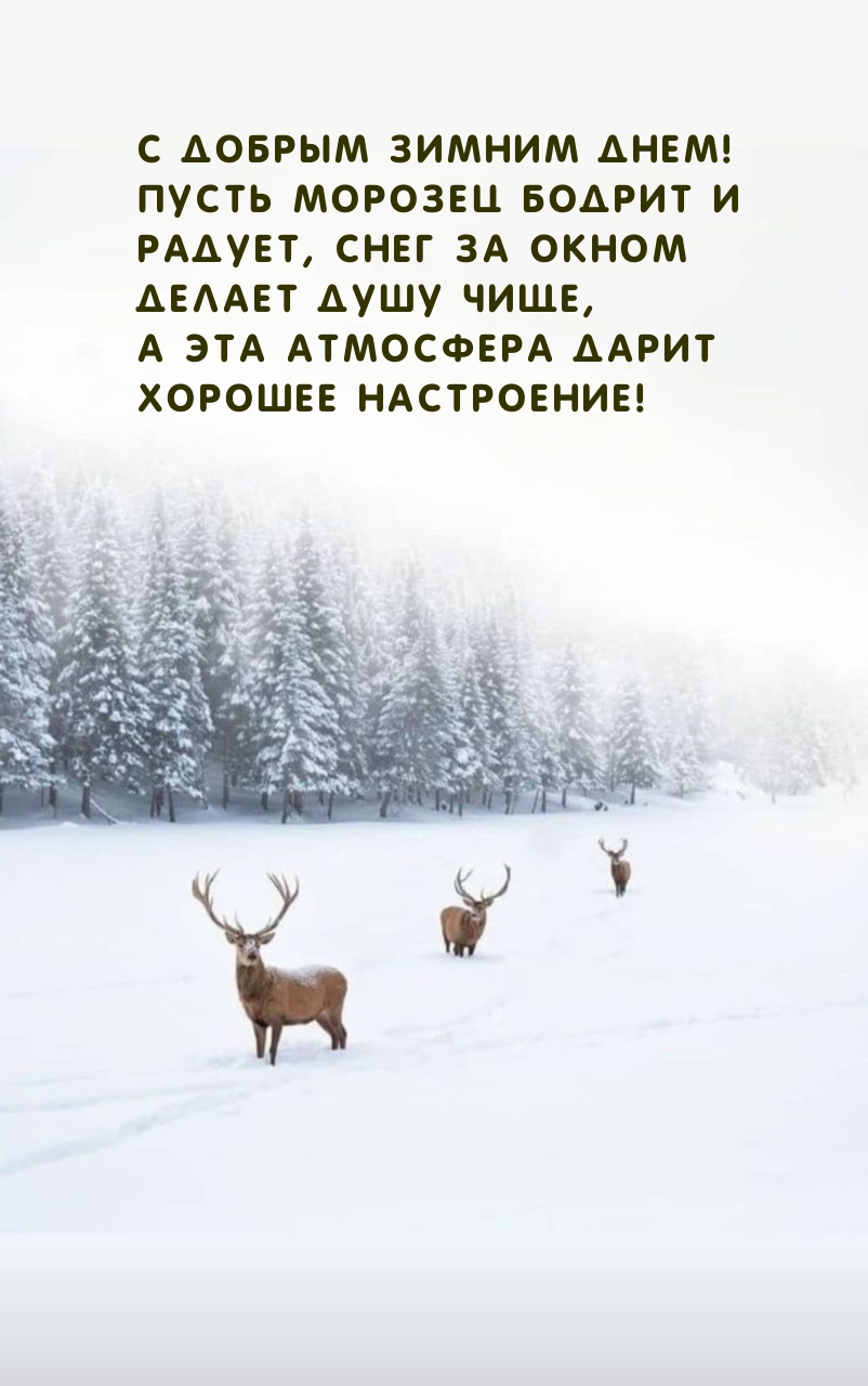 С добрым зимним днем! Пусть морозец бодрит и радует