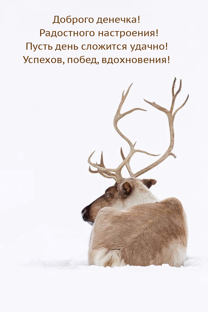 Доброго денечка! Радостного настроения! 