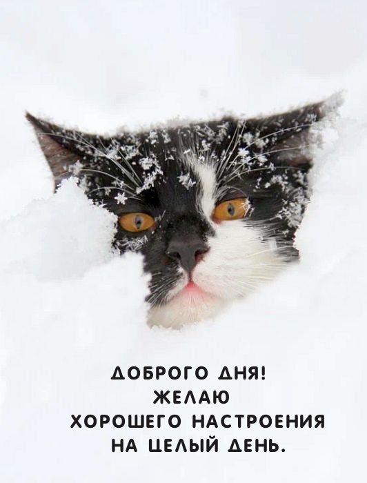 Доброго дня! Желаю хорошего настроения на целый день.