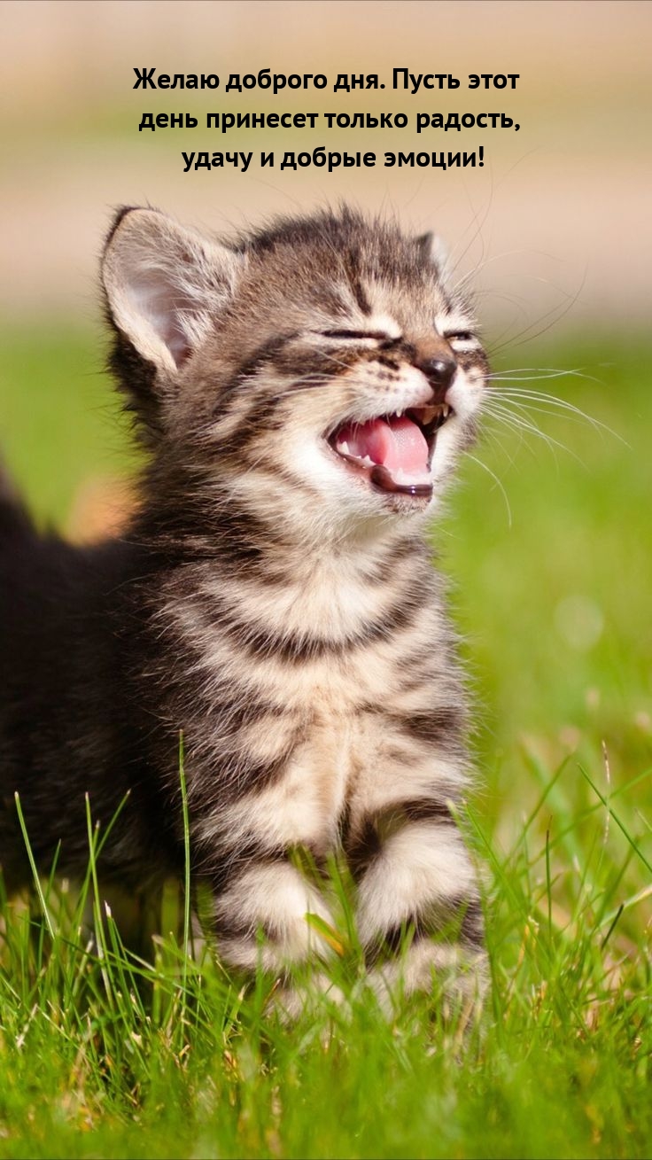 Желаю доброго дня. Пусть этот день принесет только радость