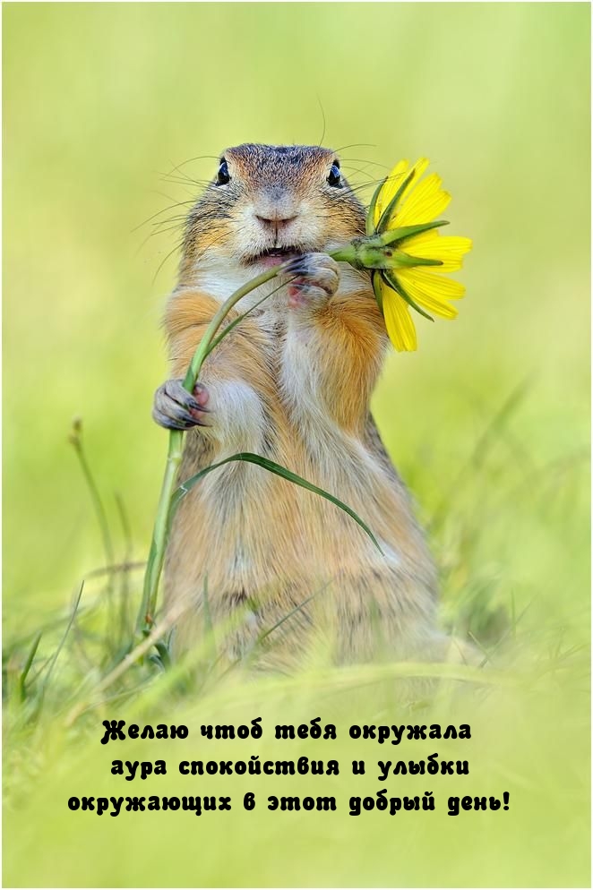 Желаю чтоб тебя окружала аура спокойствия и улыбки окружающих 