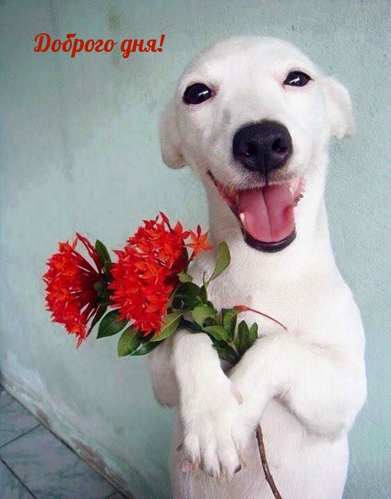 Доброго дня!