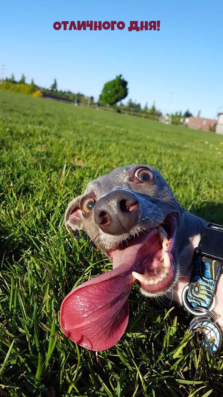 Отличного дня!