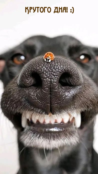 Крутого дня! :)