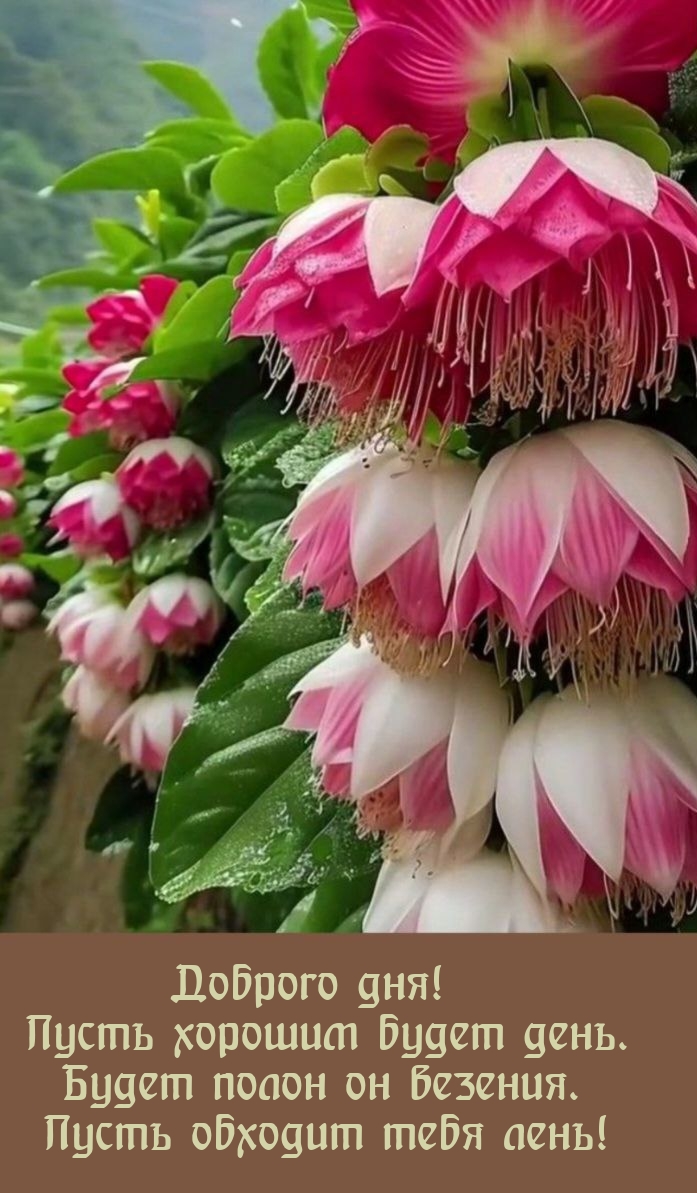 Доброго дня! Пусть хорошим будет день
