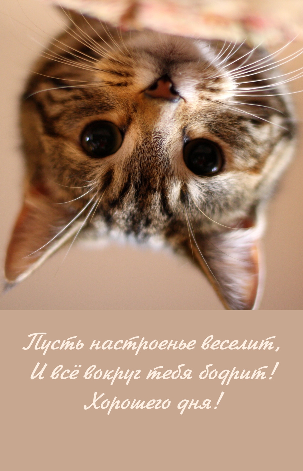 Пусть настроенье веселит, и всё вокруг тебя бодрит! Хорошего дня!