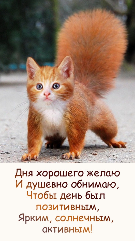 Дня хорошего желаю и душевно обнимаю, чтобы день был позитивным