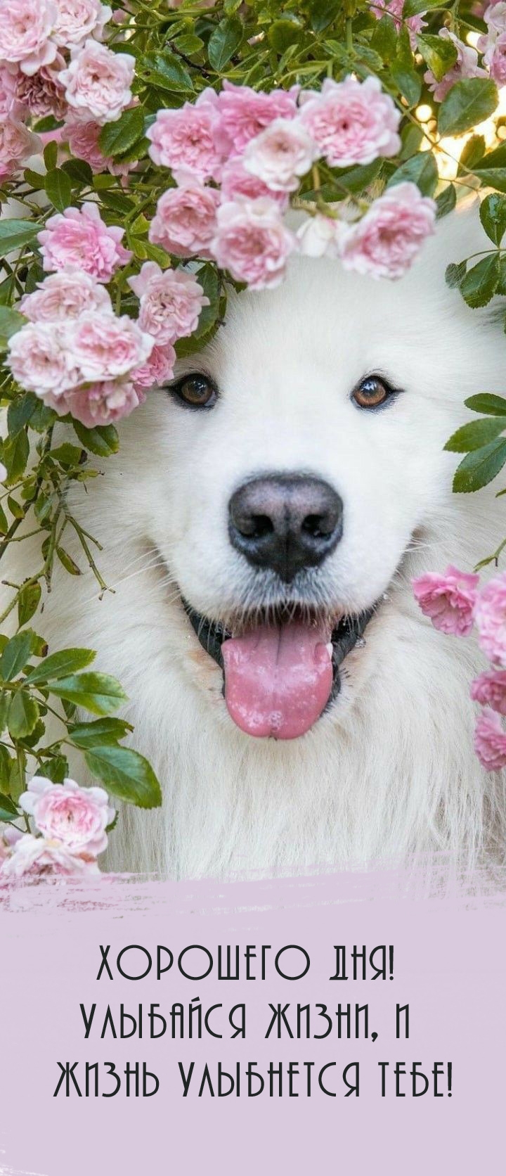 Хорошего дня! Улыбайся жизни, и жизнь улыбнется тебе!