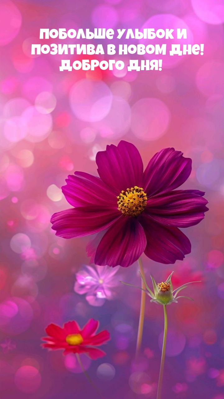 Побольше улыбок и позитива в новом дне! Доброго дня!