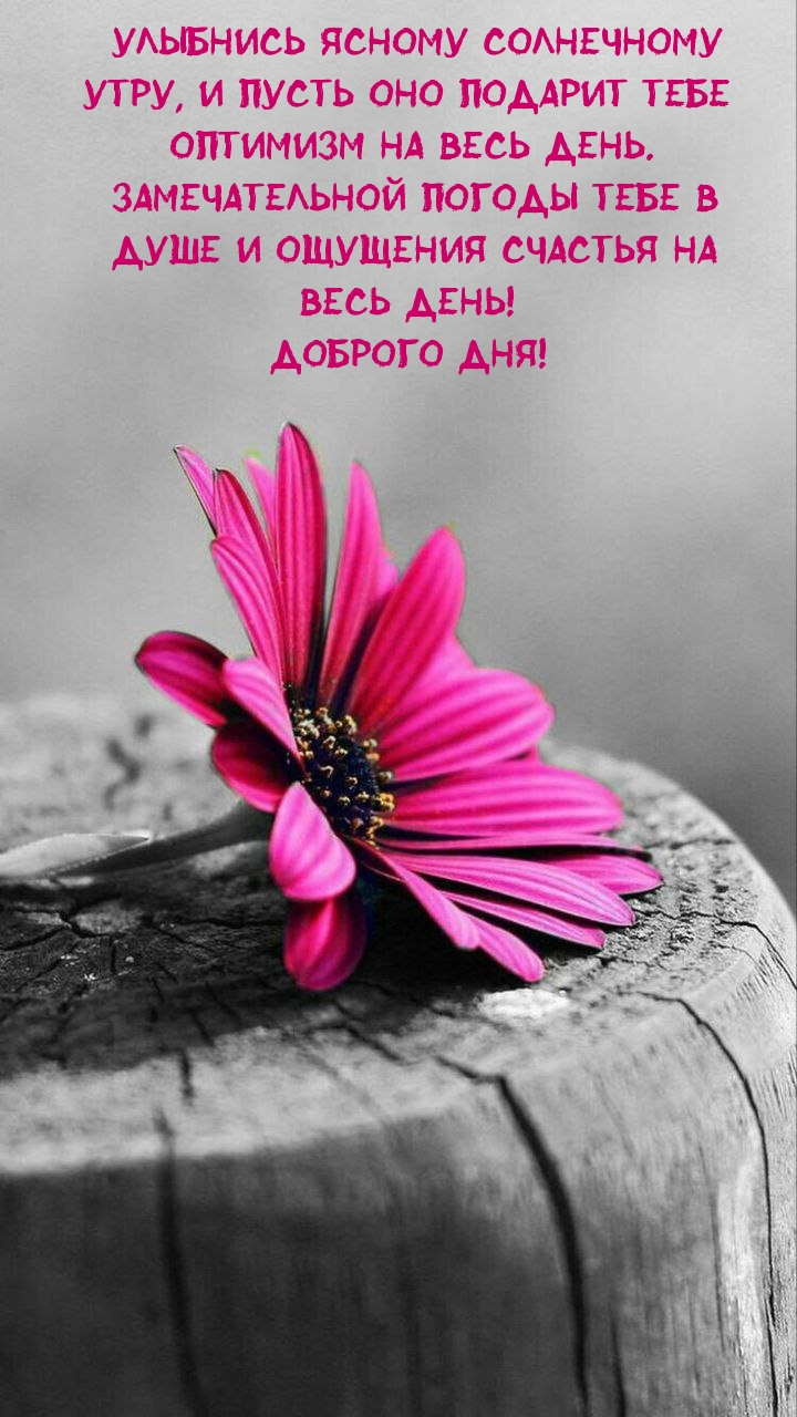 Улыбнись ясному солнечному утру, и пусть оно подарит оптимизм на весь день. 