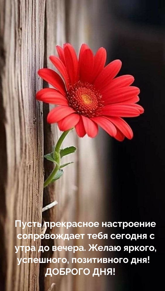 Желаю яркого, успешного, позитивного дня! Доброго дня!