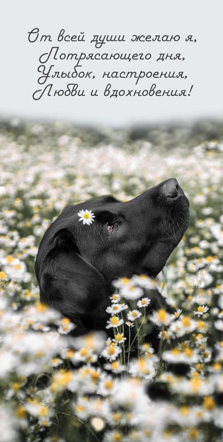 От всей души желаю я, потрясающего дня, улыбок, настроения