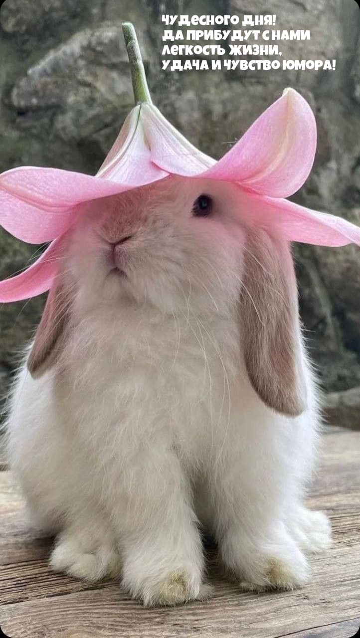 Чудесного дня! Да прибудут с нами легкость жизни