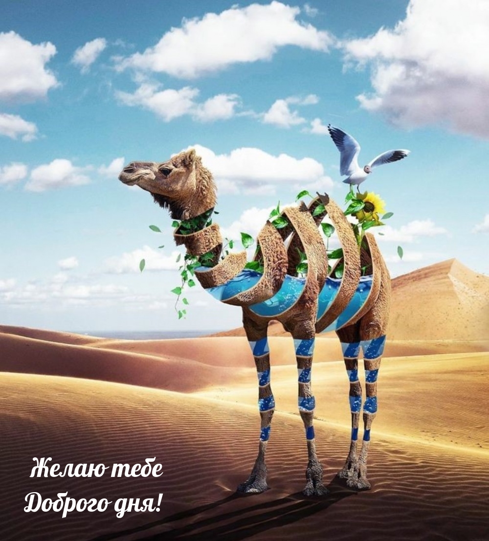 Желаю тебе Доброго дня!