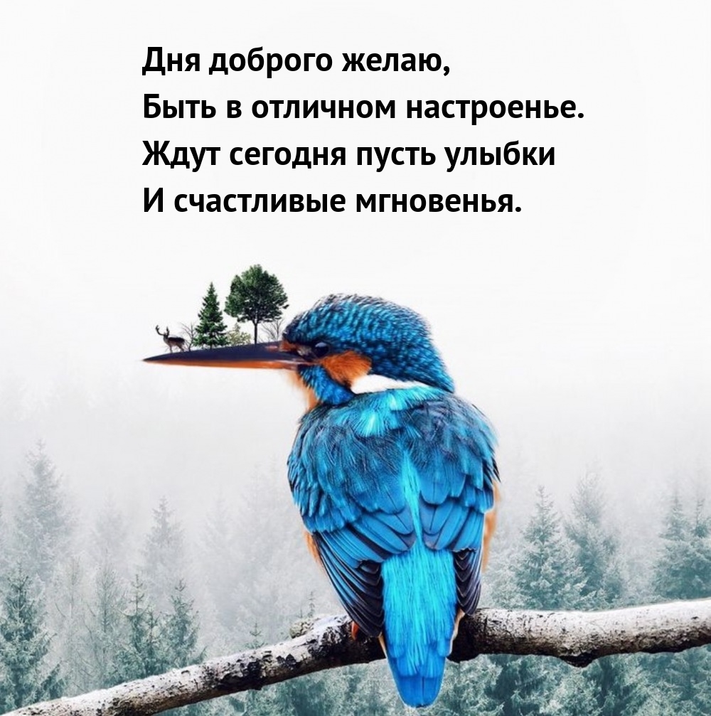 Дня доброго желаю, быть в отличном настроенье.