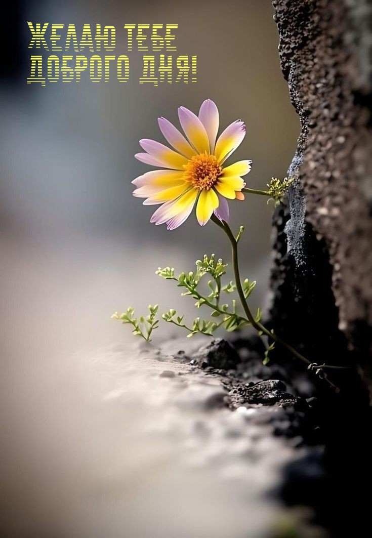 Желаю тебе доброго дня!