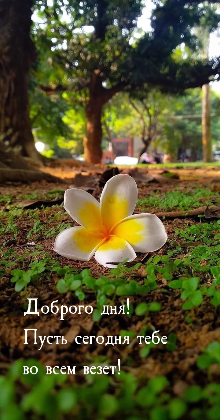 Доброго дня! Пусть сегодня тебе во всем везет!