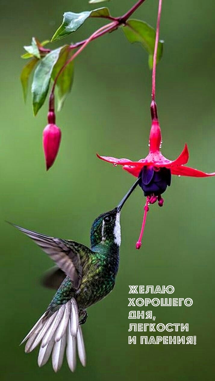 Желаю хорошего дня, легкости и парения!