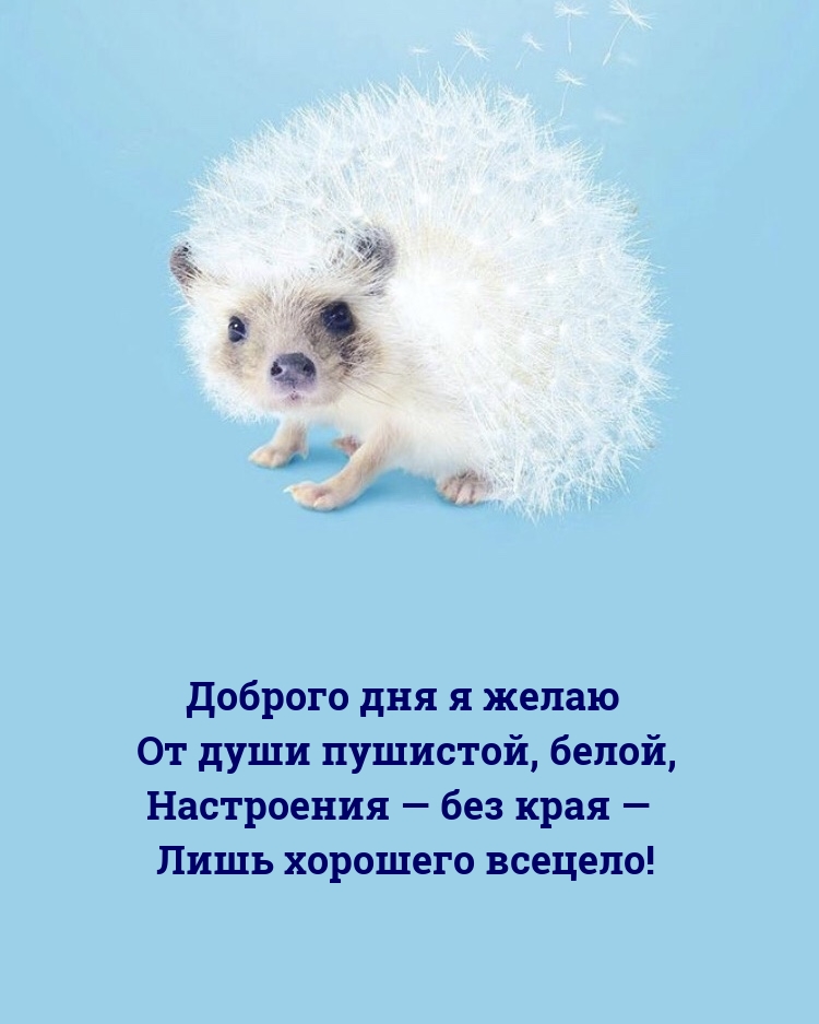 Доброго дня я желаю от души пушистой, белой