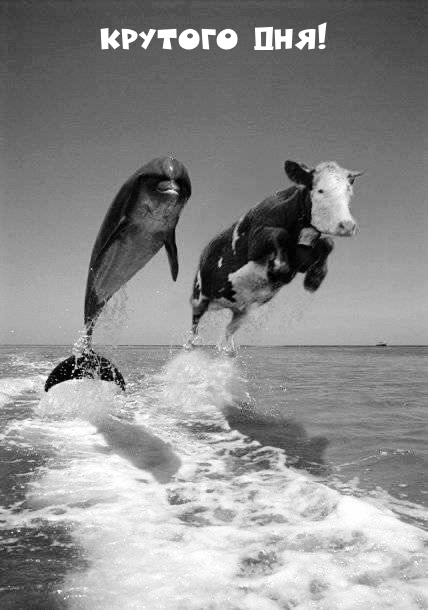 Крутого дня!