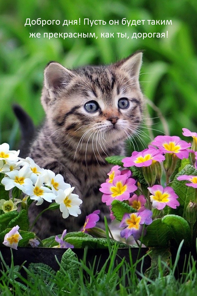 Доброго дня! Пусть он будет таким же прекрасным, как ты, дорогая!